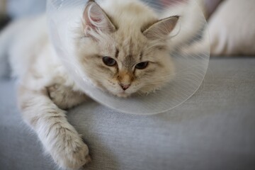 Siberian kitten resting after spay surgery wearing cone collar