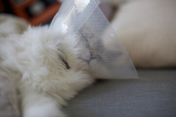 Siberian kitten resting after spay surgery wearing cone collar