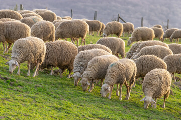 Obraz premium Sheep grazing at sunset. Aezkoa