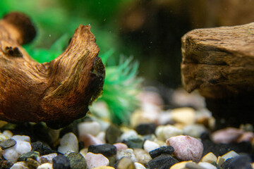 Aquarium Fische Fisch Antennenwels