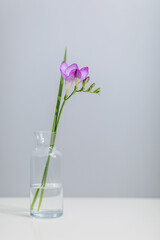 a sprig of freesia flower stands in a glass bottle on a gray background