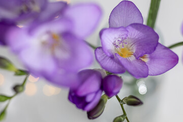 Obraz premium purple freesia flowers close-up, selective focus