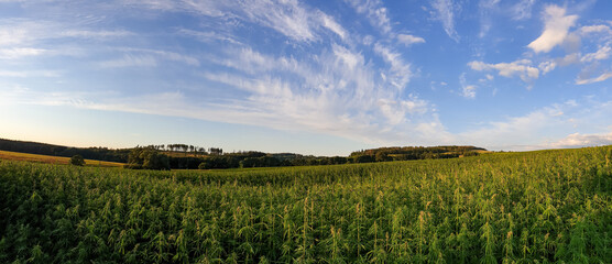 Beautiful view of a hemp field on a sunny day