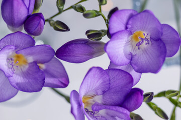 purple freesia flowers close-up, selective focus