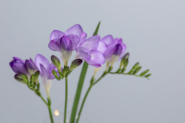 twigs of a delicate purple freesia flower on a gray background