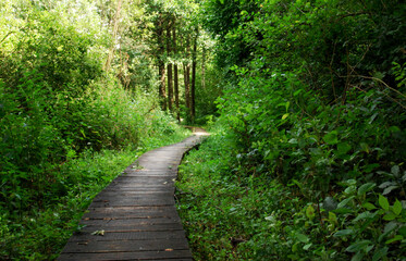 Fototapeta na wymiar road in the woods path