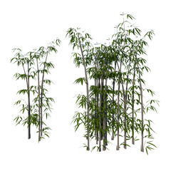 Obraz premium Front view of Plant ( Bamboo 2 ) Tree white background 3D Rendering Ilustracion 3D 