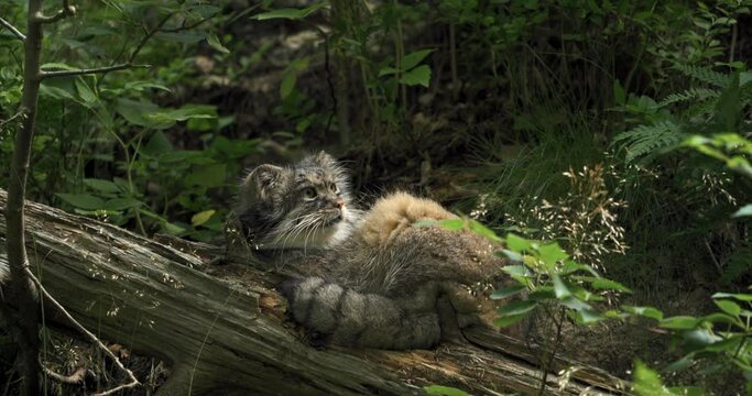 Pallas cat, manul, small wildcat lying in forrest