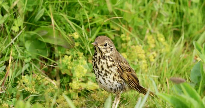 Young singing bird sitting motionless in meadow