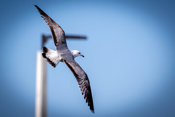 Lesser Black-backed Gull in flight.