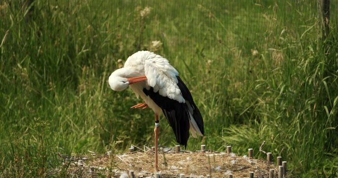 stork stands in his nest and cleans his feathers