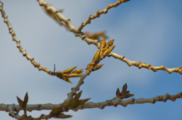 Close up of Tree Buds