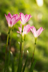Blossom of pink Zephyranthes Lily, Rain Lily, Fairy Lily.Macro photography of spring flower.