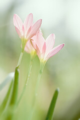 Obraz na płótnie Canvas Blossom of pink Zephyranthes Lily, Rain Lily, Fairy Lily.Macro photography of spring flower.