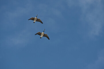 A Flock of Canadian Geese in the Sky