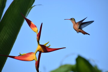 Aves Pequeñas de Esparza - Costa Rica