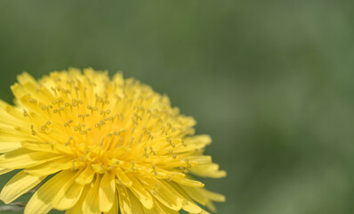 Yellow dandelion on green grassy background, perfect for background, texture, macro photography