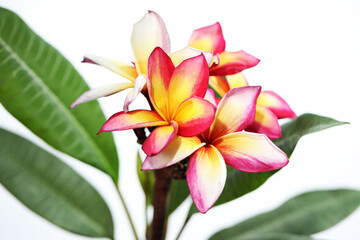 Plumeria flower or Frangipani tree in full bloom on white background
