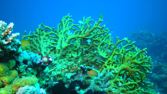 Coral fish hiding among the branches of the Millepora hydroid on a coral reef, Red Sea
