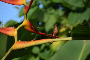 Aves Pequeñas de Esparza - Costa Rica