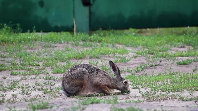 Wild gray hare (lepus europaeus) with long ears, rabbit close-up sitting on grassy wild land