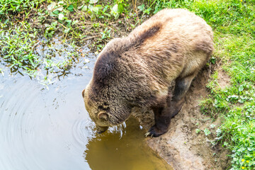 Top view of a fluffy brown bear drinking from a puddle surrounded by lush green gra
