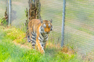 Bright summer day outdoors in a zoo with a tiger walking along the grass next to a metal fence - obrazy, fototapety, plakaty