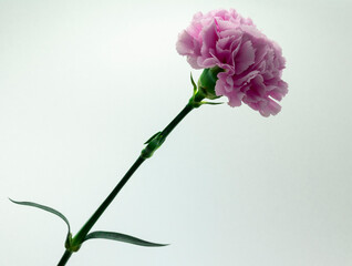 pink carnation flower on white background copy space, greeting card, postcard, banner, cover, mockup, for your design