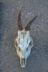 Isolated goat skull with horns on a gray background