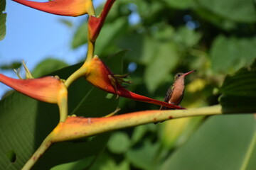 Aves Pequeñas de Esparza - Costa Rica