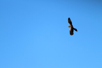 Falcon flying through the air, wings spread © Leon37/Wirestock Creators