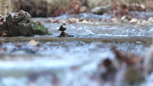 Dipper bird cinclus cinclus perchen on rock at river stream white throated dipper in natural habitat