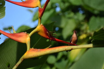 Aves Pequeñas de Esparza - Costa Rica