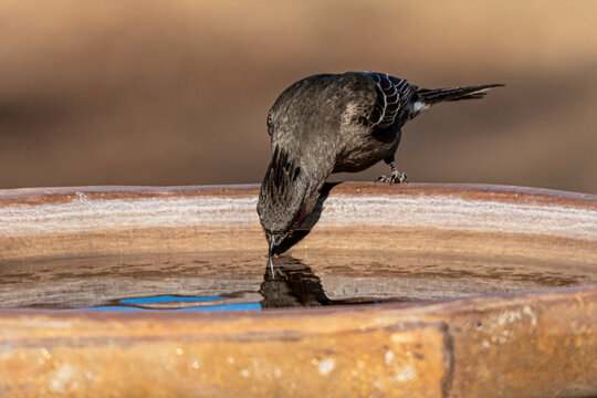 Phainopepla Bird Drinking Water Out Of A Birdbath.