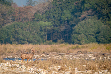 wild sambar deer or rusa unicolor on ramganga river bed in natural scenic landscape background at dhikala zone of jim corbett national park forest reserve uttarakhand india