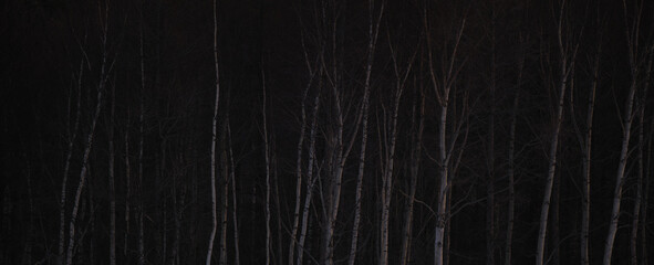 白樺林（Birch grove）