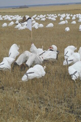 A hunter flagging for snow geese. 