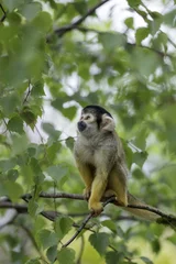 Gardinen Affe Vertical shot of a monkey on a branch of a tree in a forest  © Jérôme Debailleul/Wirestock Creators