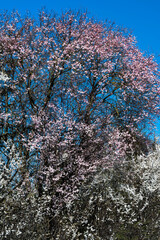 Frühlingsblüte mit Schlehen und Japanische Zierkirschen