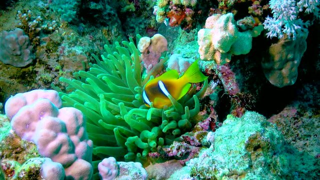 Clown fish, anemonefish (Amphiprion ocellaris) swim among the tentacles of anemones, symbiosis of fish and anemones, Red Sea