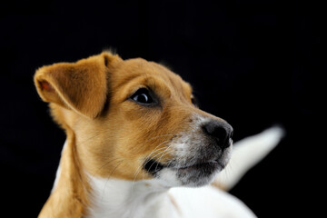 Jack Russell Terrier. Cute three-month puppy. Black background