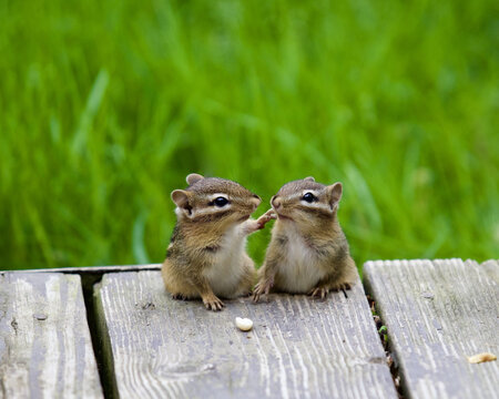 Selective focus shot of two chipmunks on wooden board