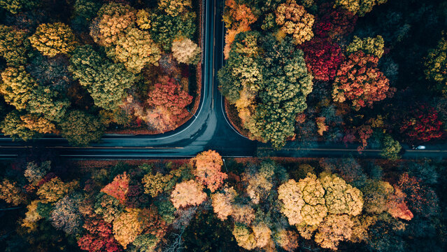 Top view shot of a road in a forest full ofo colorful autumn trees
