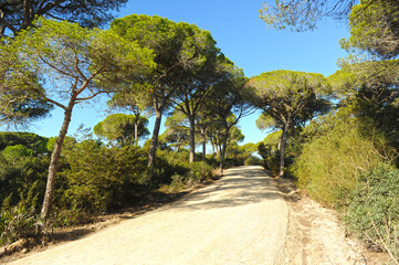 Sendero de los Toruños. Marisma de los Toruños y Pinar de la Algaida. Parque Natural Bahía de Cádiz, Andalucía, España.