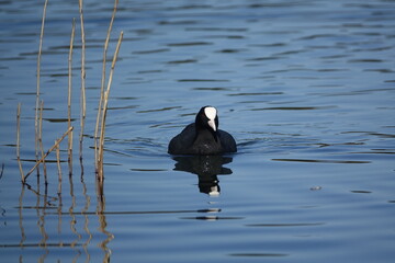coot (Fulica atra)