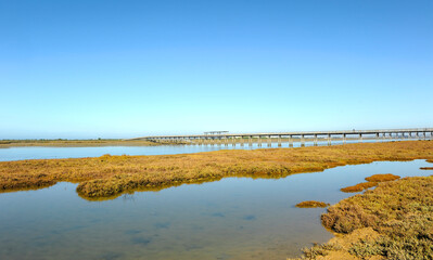 Marisma de los Toruños y Pinar de la Algaida. Parque Natural Bahía de Cádiz, Andalucía, España.
