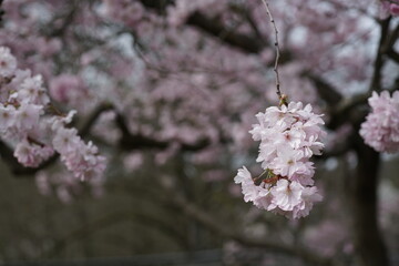 , kirschblüte, sakura, aufblühen, cherry, baum, frühling, blume, pink, natur, ast, blühen, japan, pflanze, jahreszeit, 