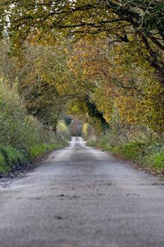 Vertical shot of a road surrounded by trees in autumn colors, Gunton, Norfolk, UK