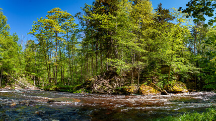 Obraz premium Spring landscape with a fast river. A beautiful place of the river Valgejogi in Lahemaa National Park, Estonia. Panorama.