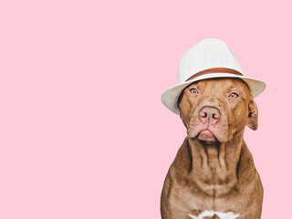 Lovable, pretty brown puppy and sun hat. Travel preparation and planning. Close-up, indoors. Studio photo, isolated background. Concept of recreation, travel and tourism. Pets care